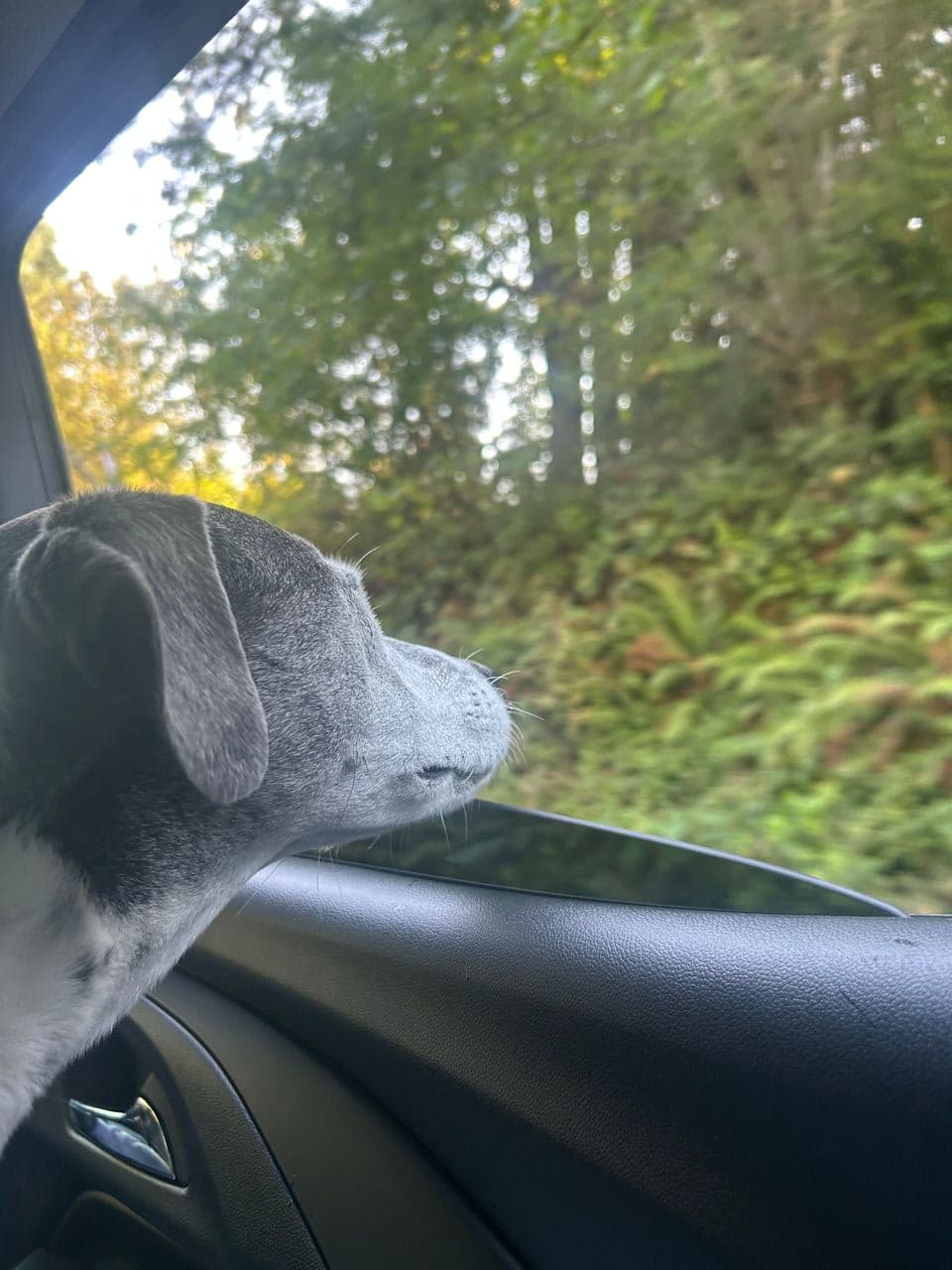 Pet travel photo 4