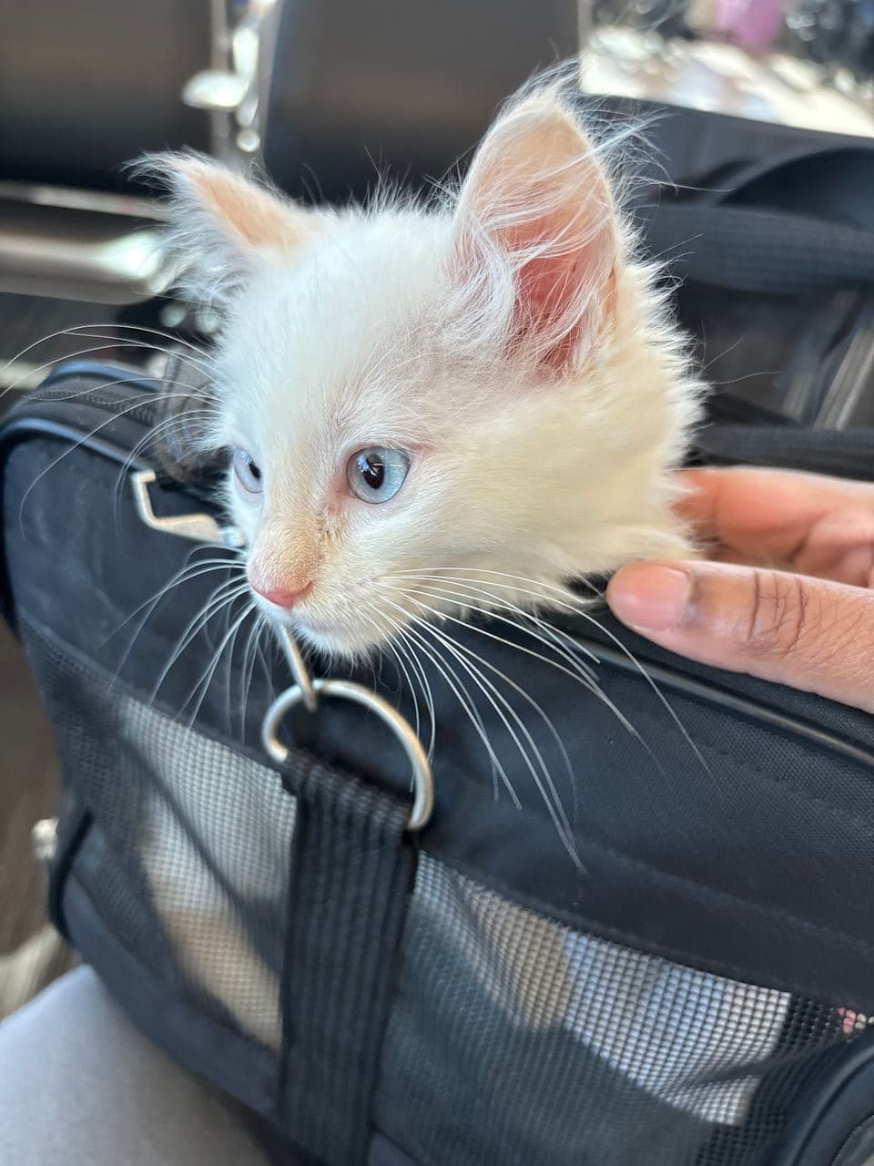 Pet travel photo 2