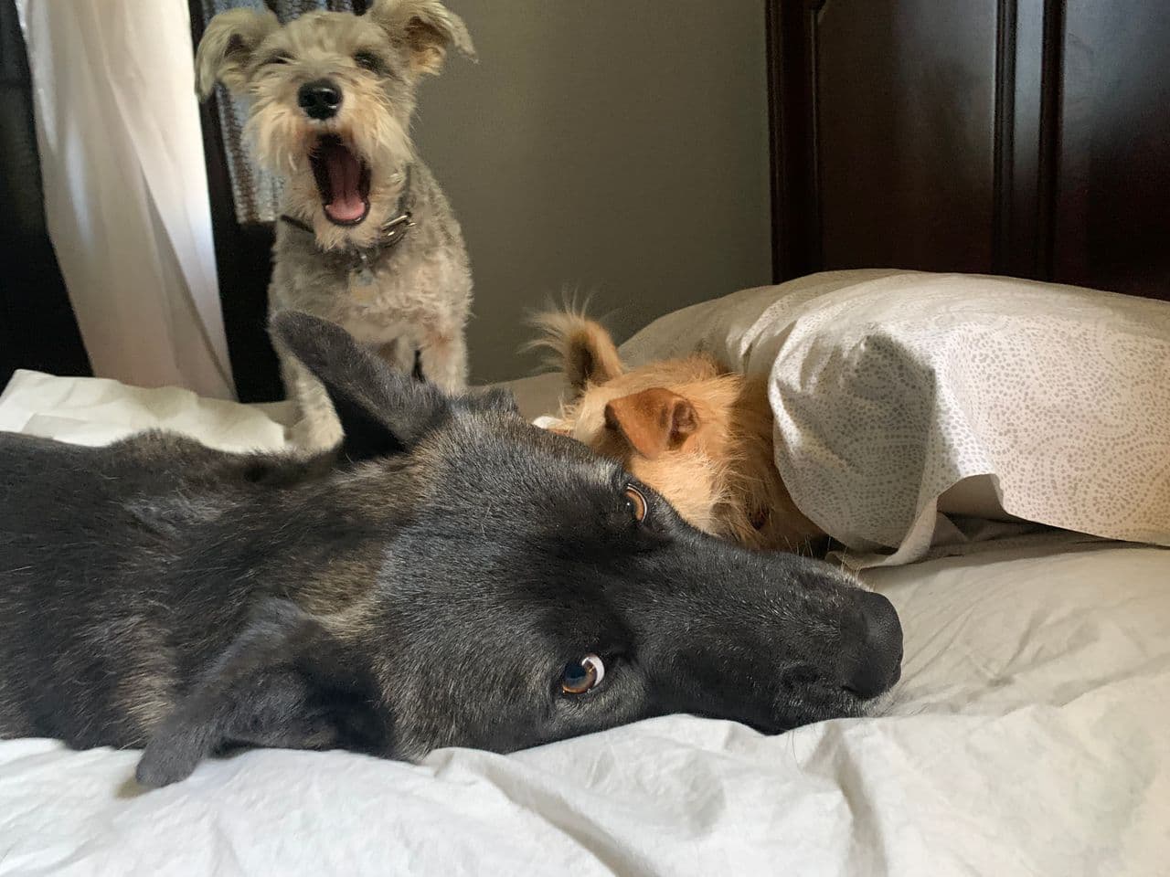 Pet travel photo 1