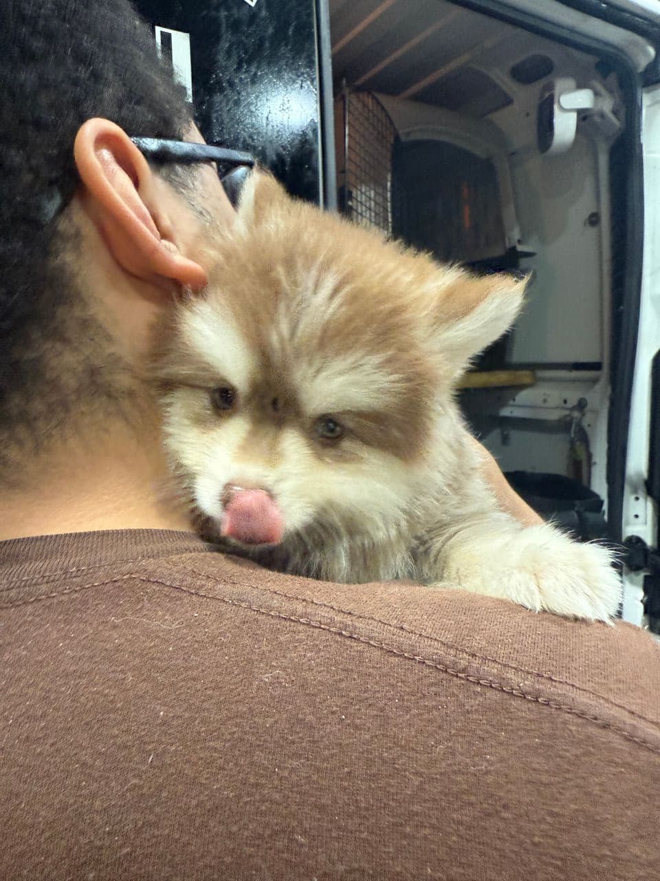 Pet travel photo 6