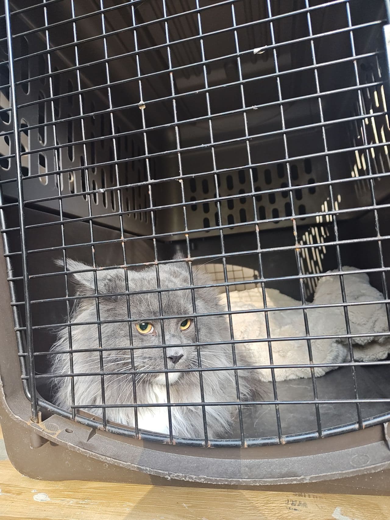 Pet travel photo 1
