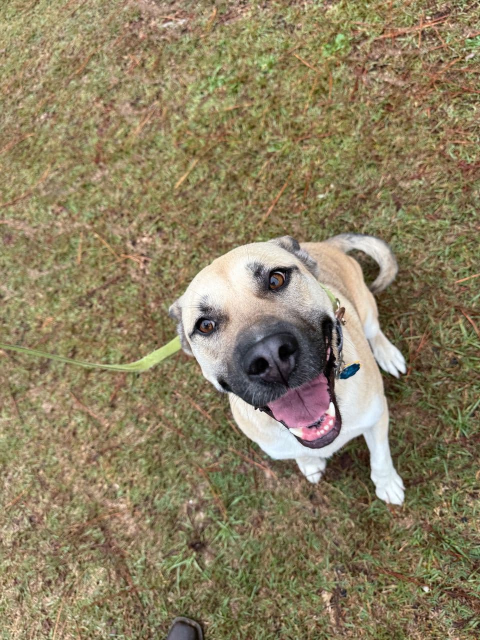 Pet travel photo 6