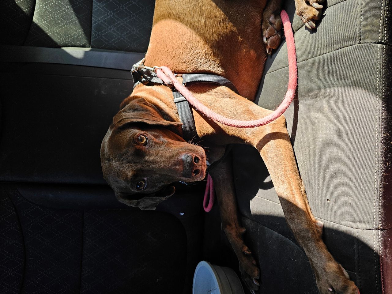 Pet travel photo 4