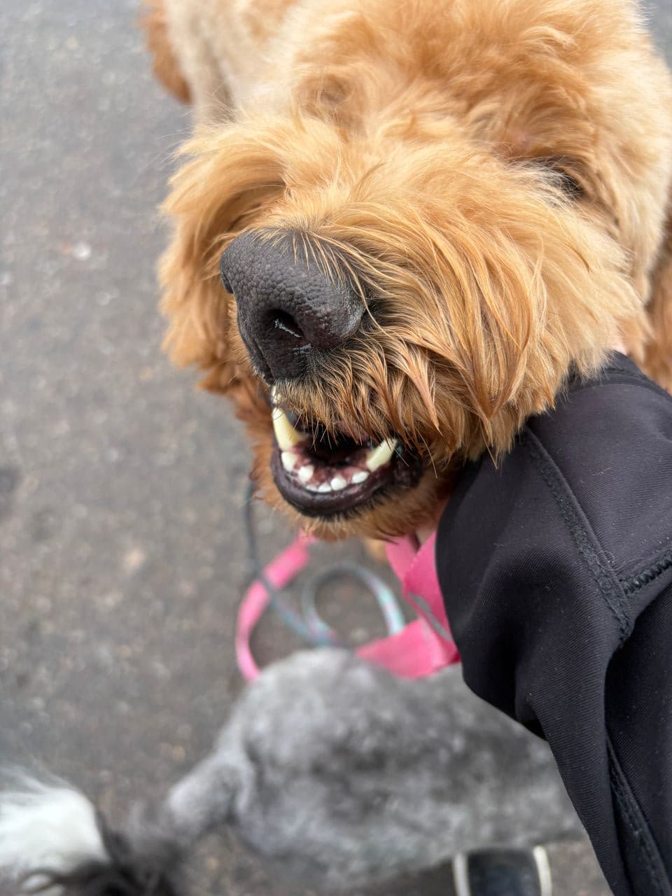 Pet travel photo 4