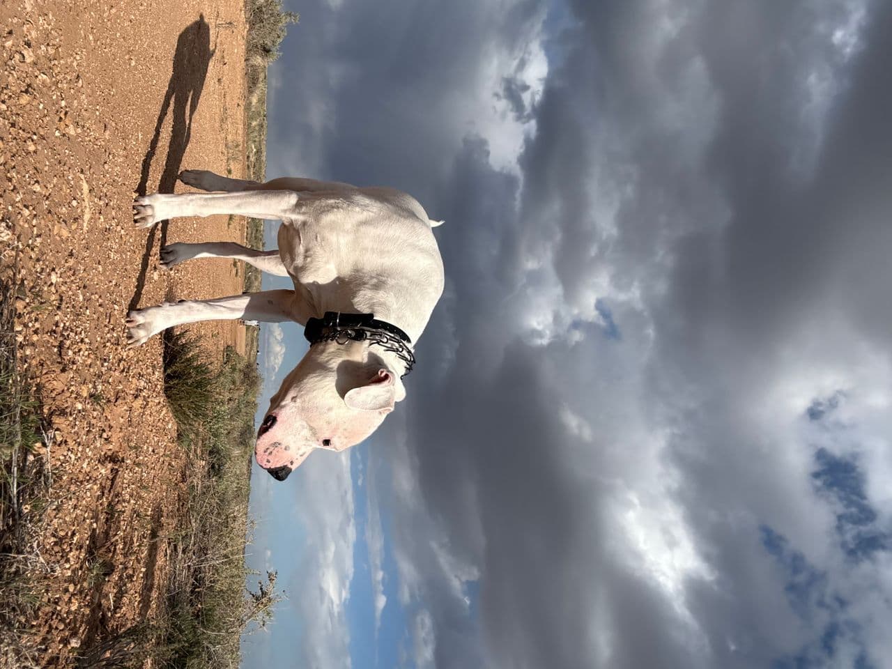 Pet travel photo 4