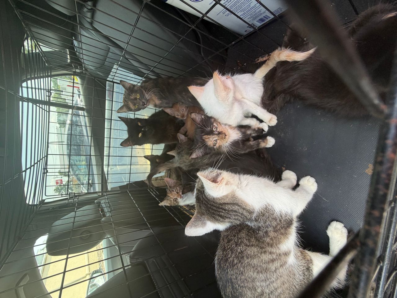 Pet travel photo 4