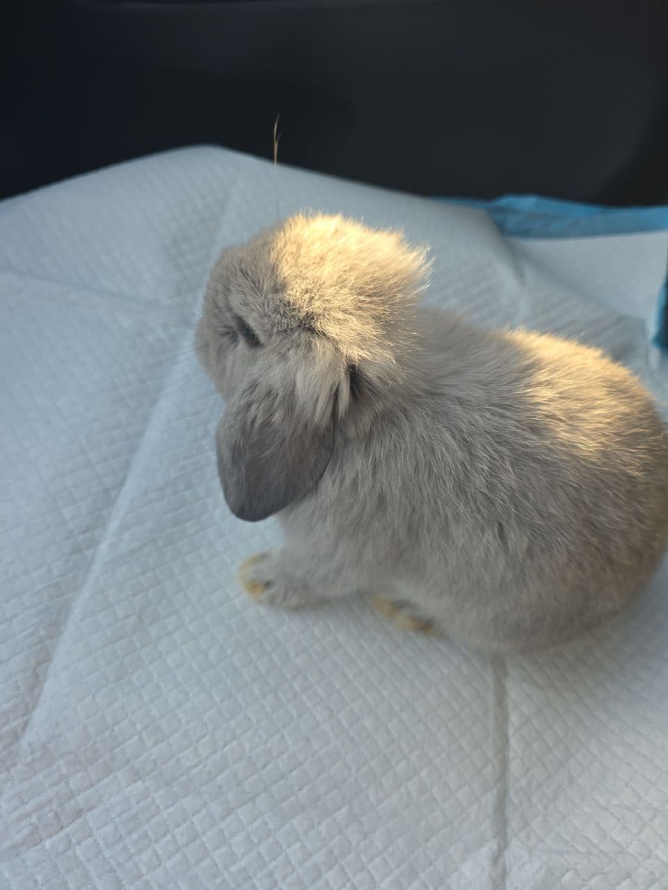 Pet travel photo 4