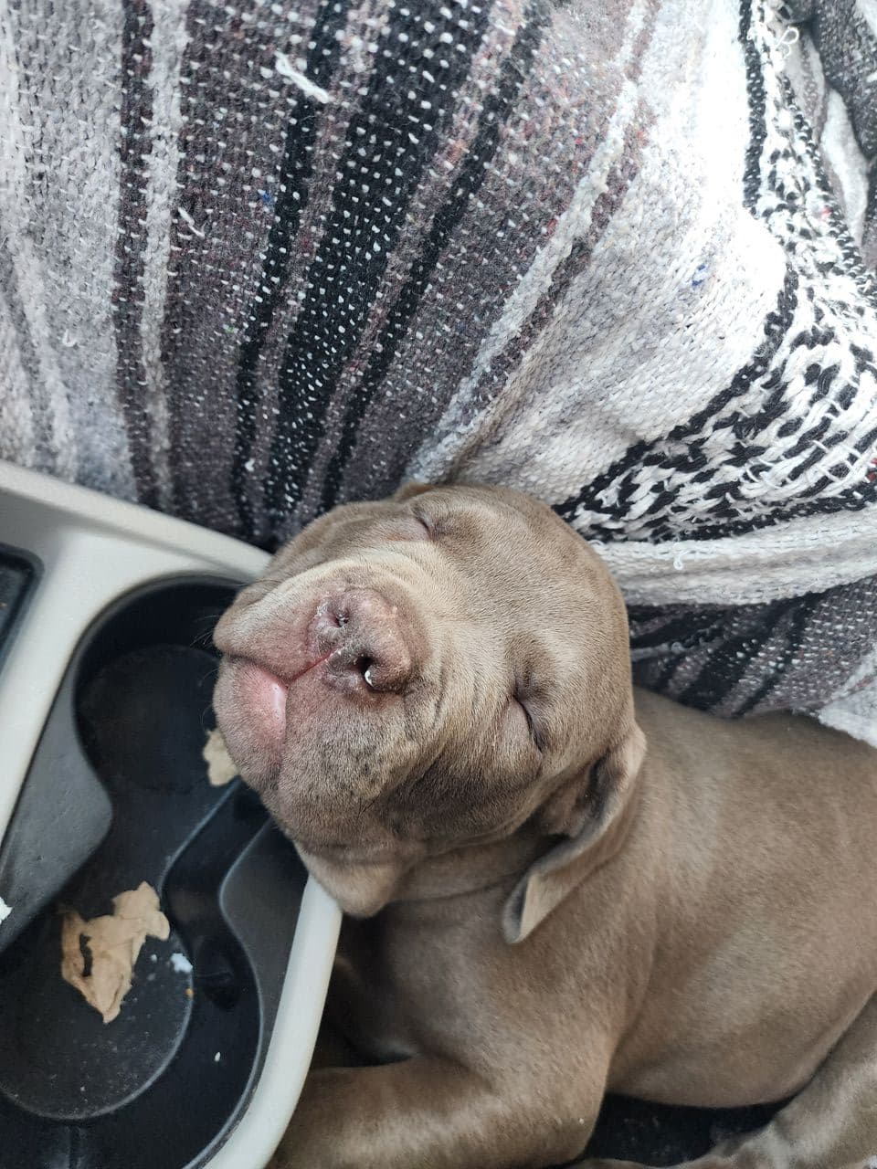 Pet travel photo 6