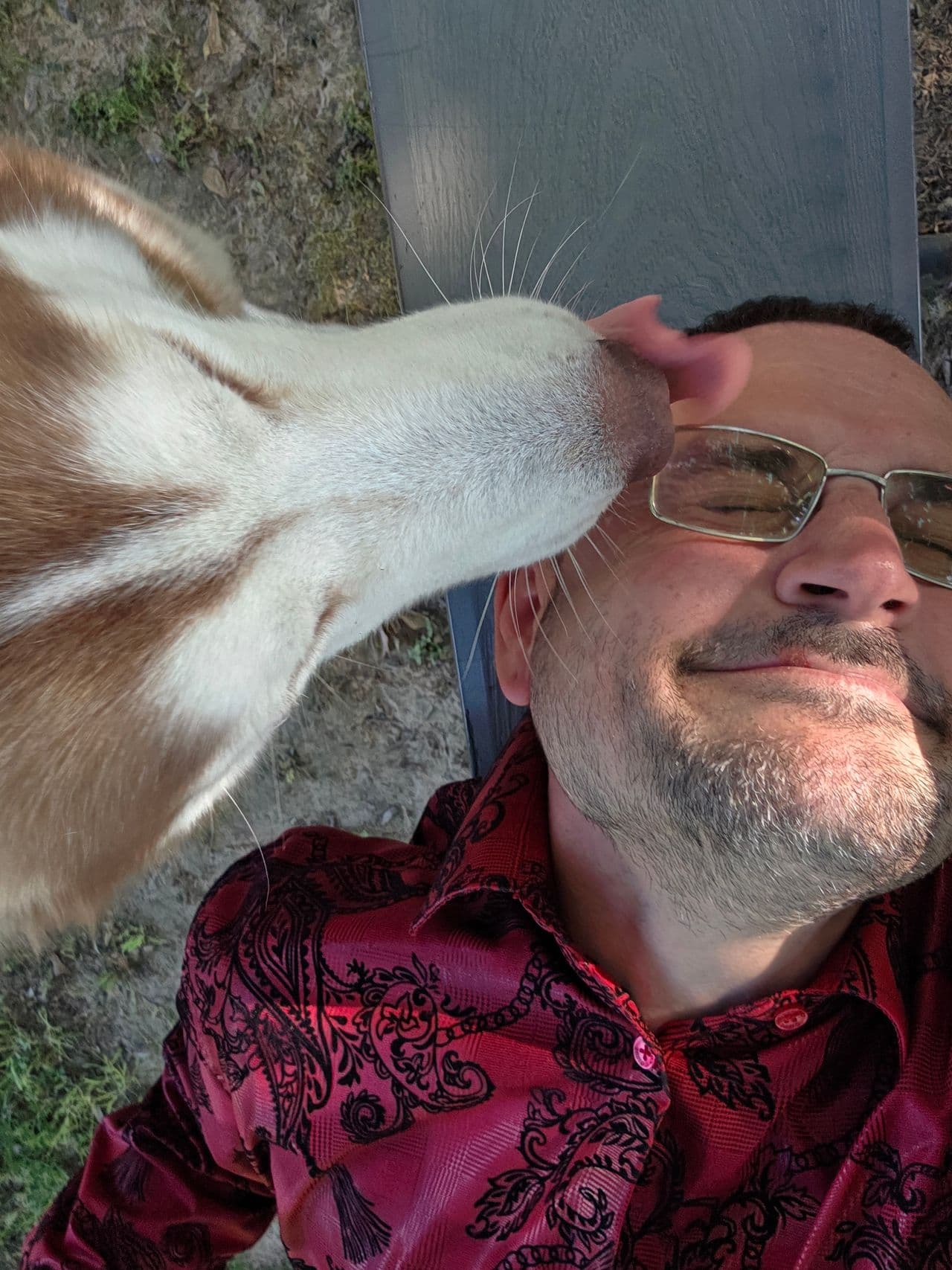 Pet travel photo 5