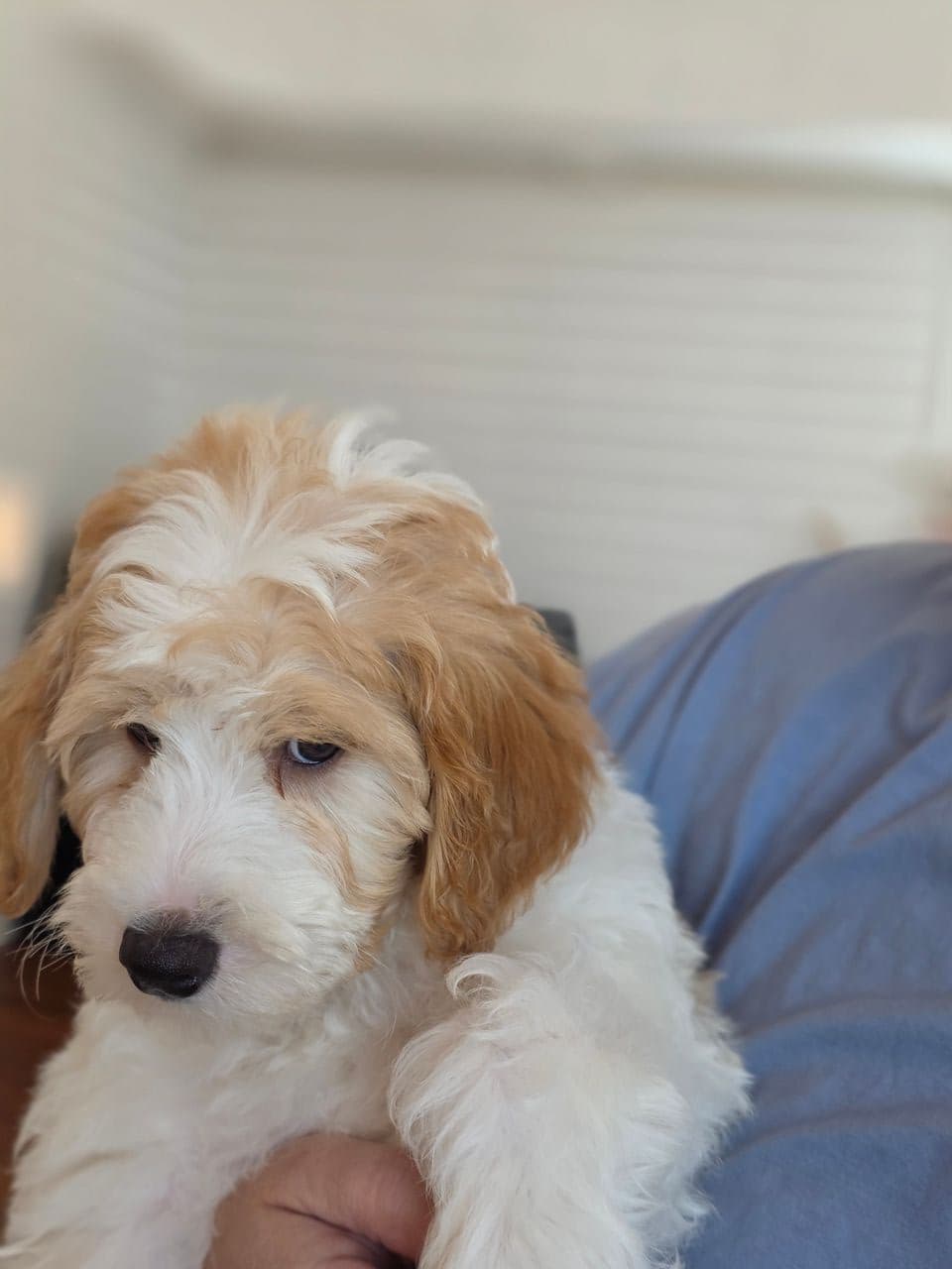 Pet travel photo 1