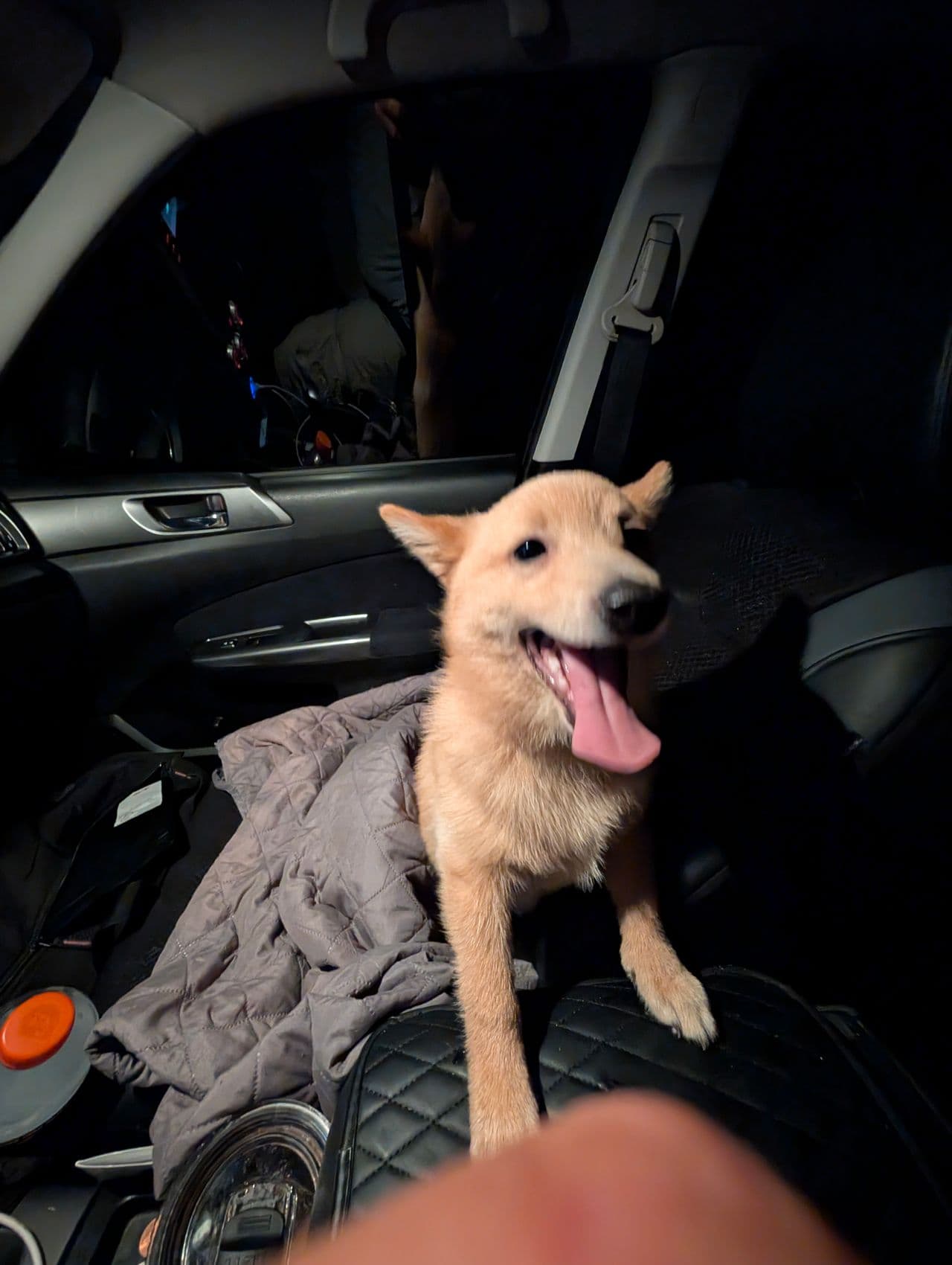 Pet travel photo 6