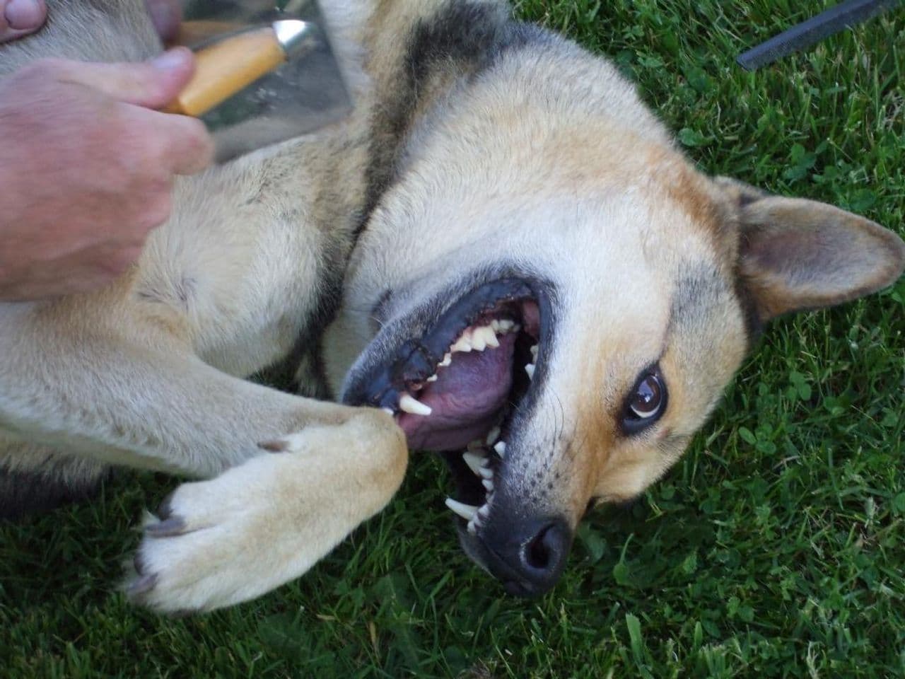 Pet travel photo 1