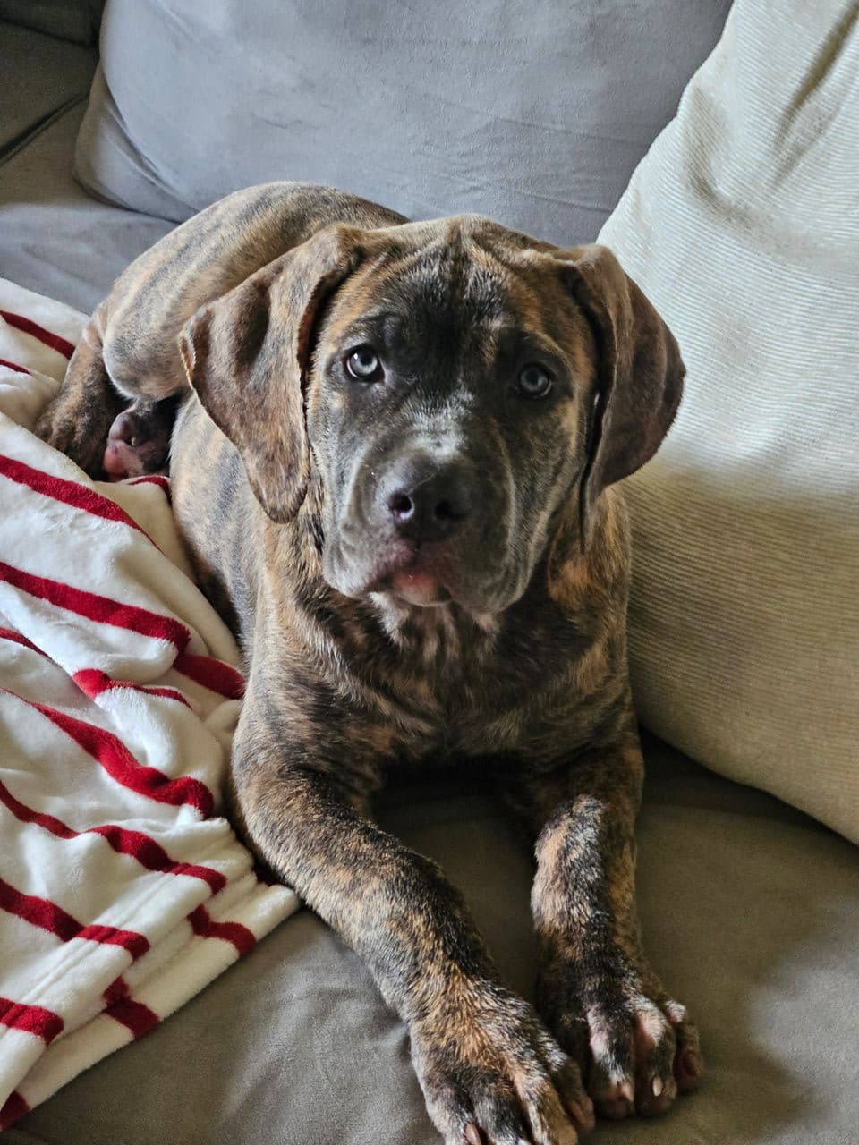 Pet travel photo 3