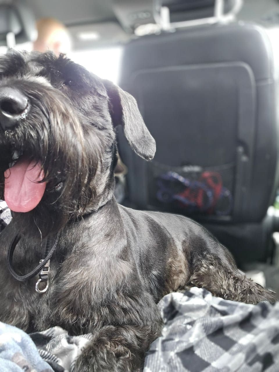 Pet travel photo 2