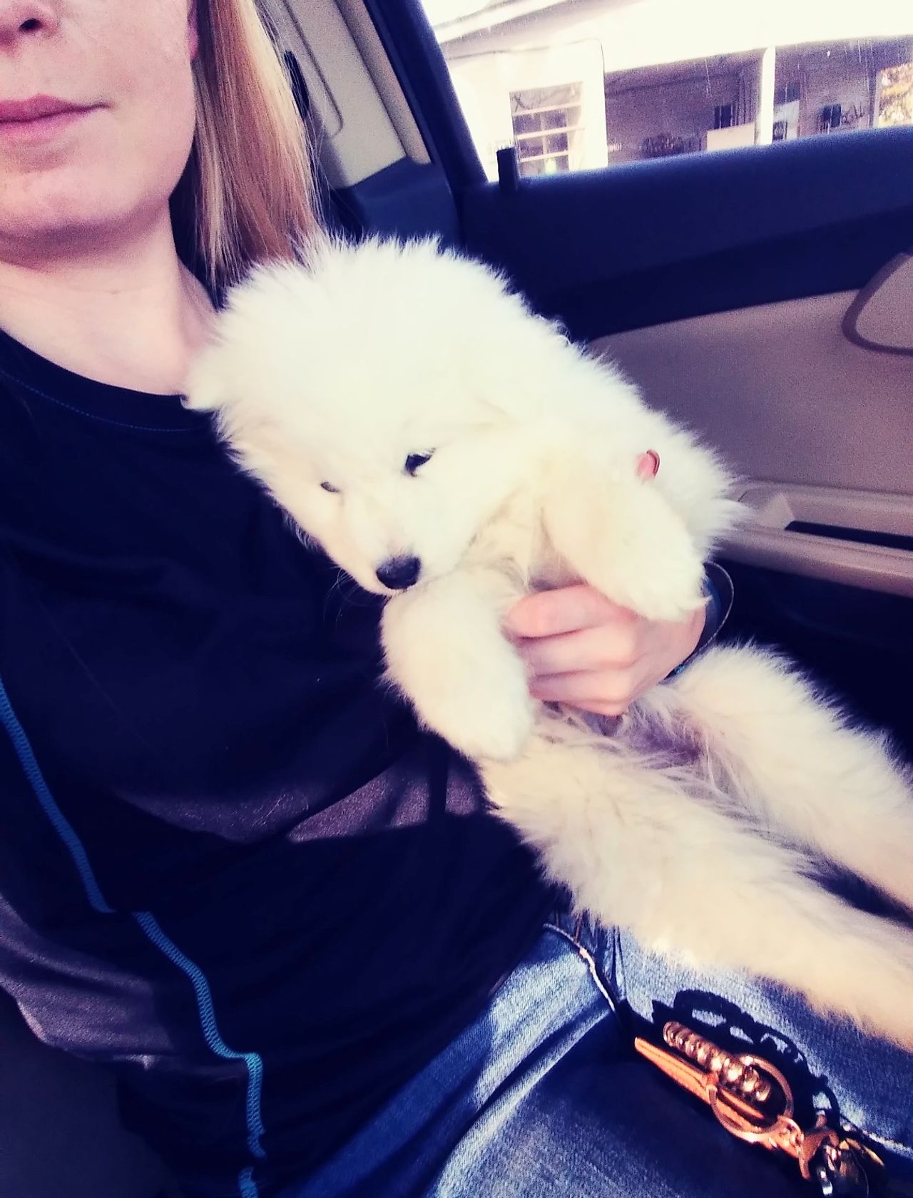 OkieDokie Pet Taxi