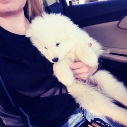 OkieDokie Pet Taxi