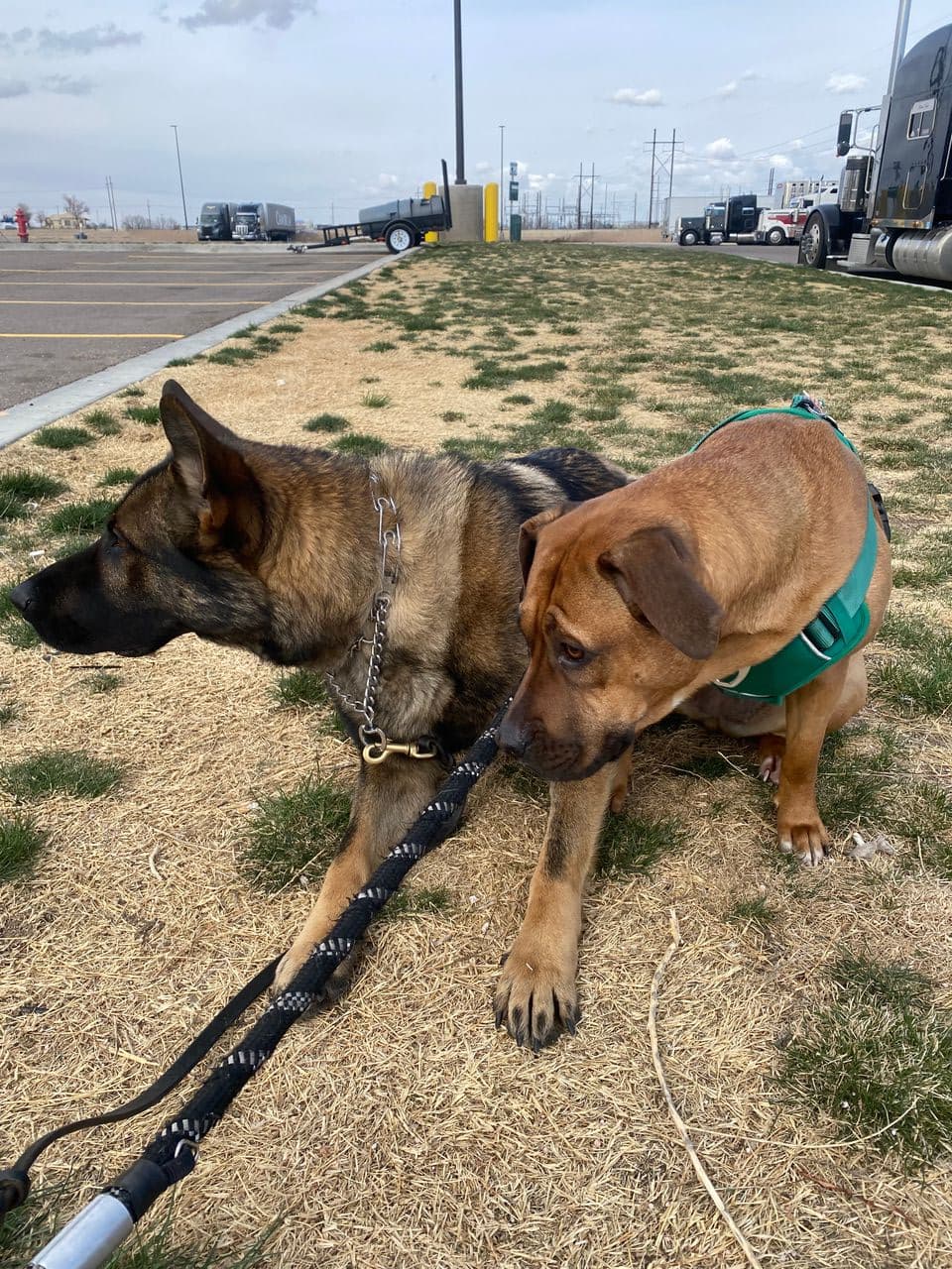 Pet travel photo 1