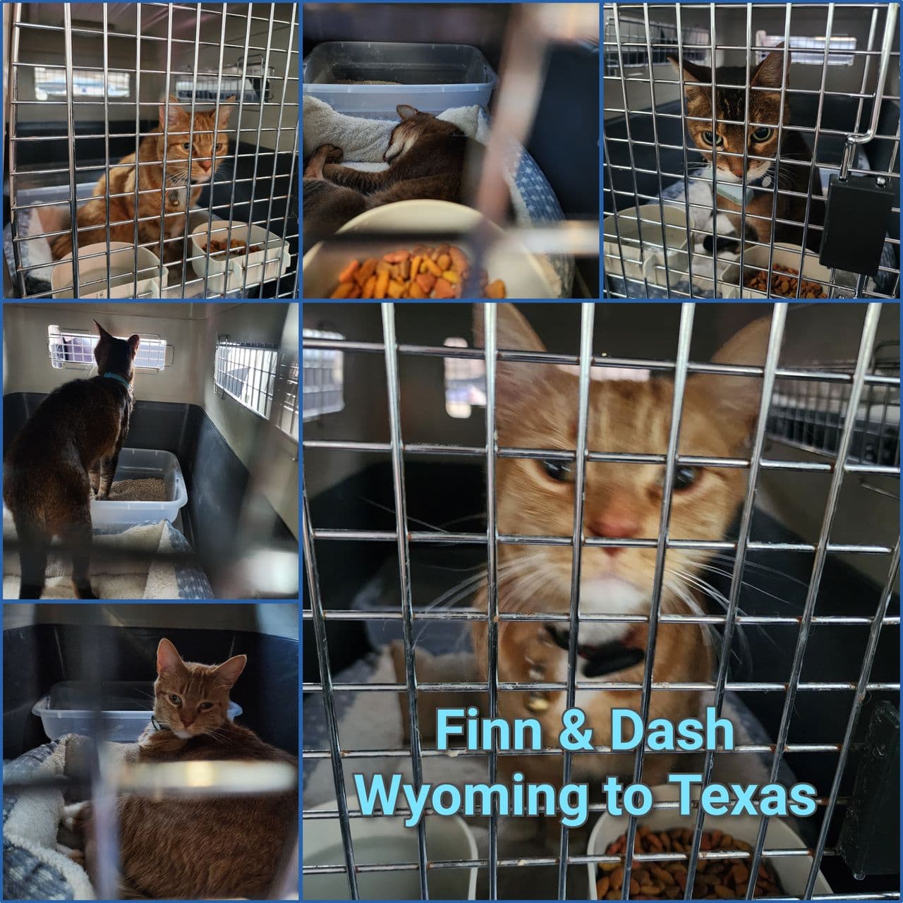 Pet travel photo 2