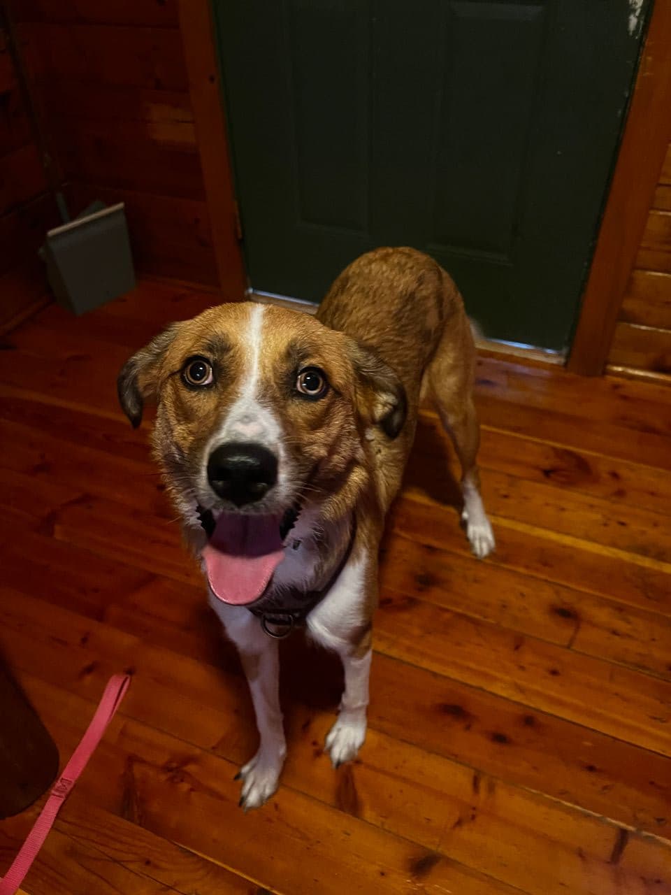 Pet travel photo 1