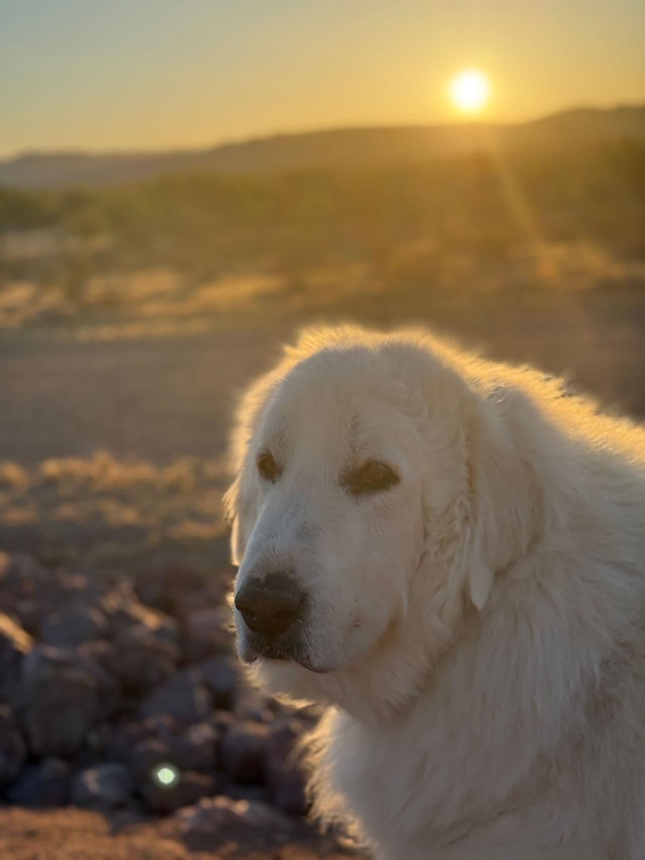Pet travel photo 2