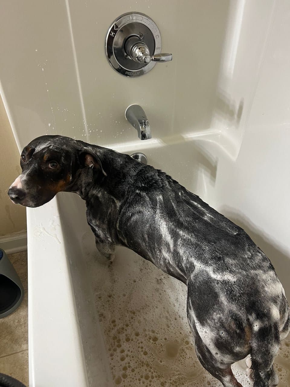 Pet travel photo 3