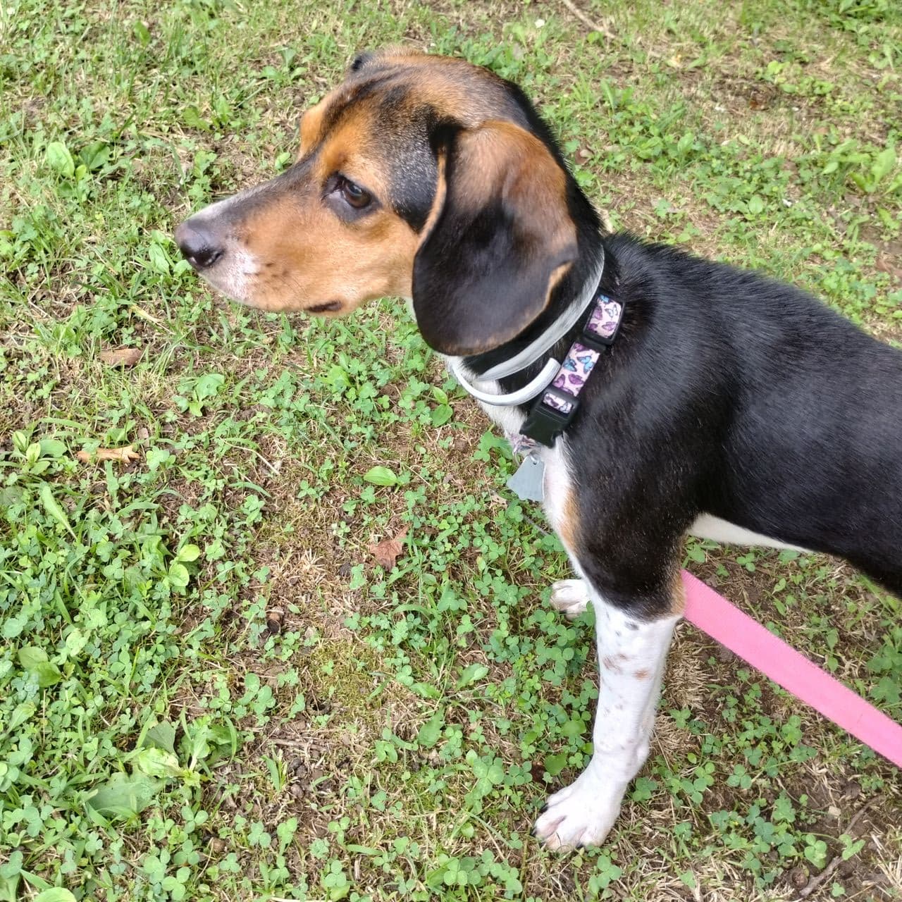 Pet travel photo 5