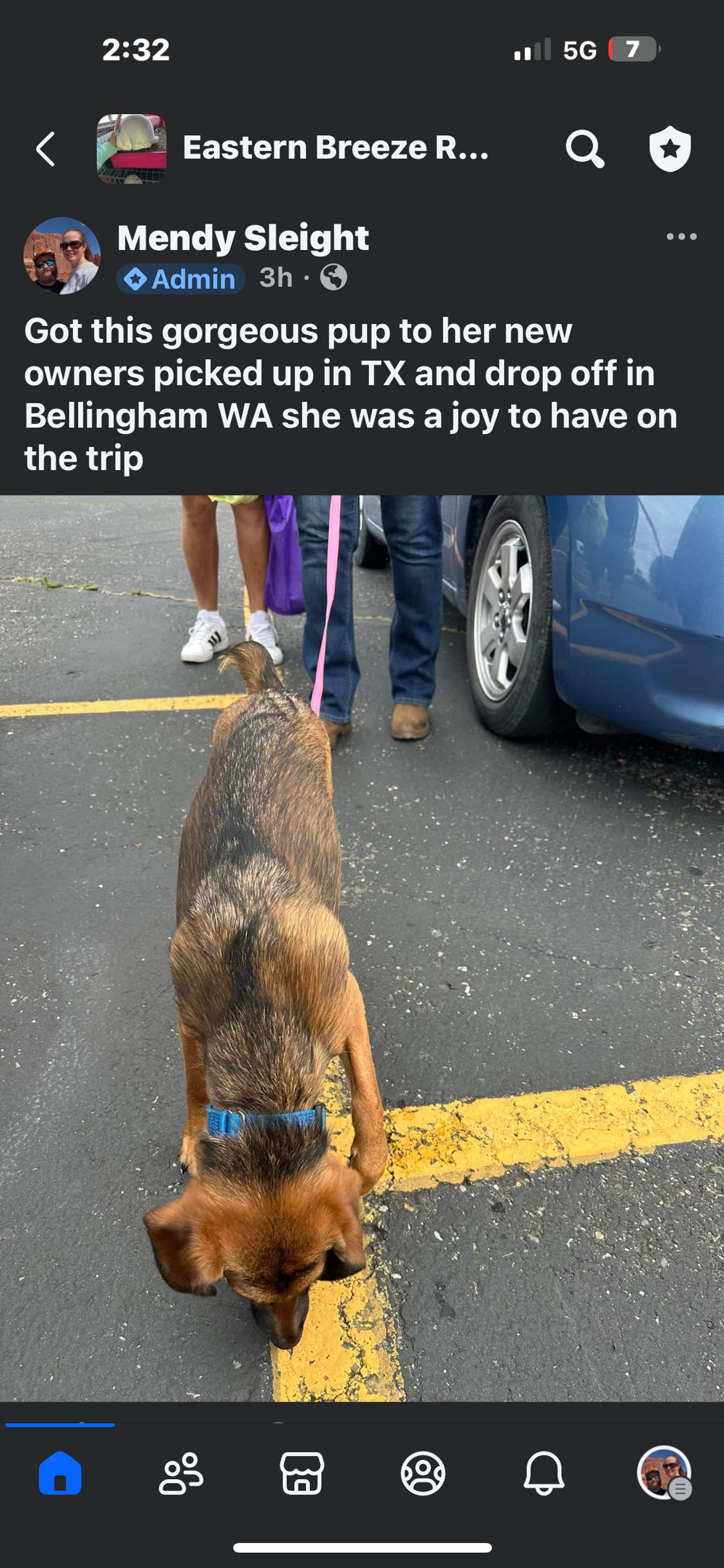 Pet travel photo 6