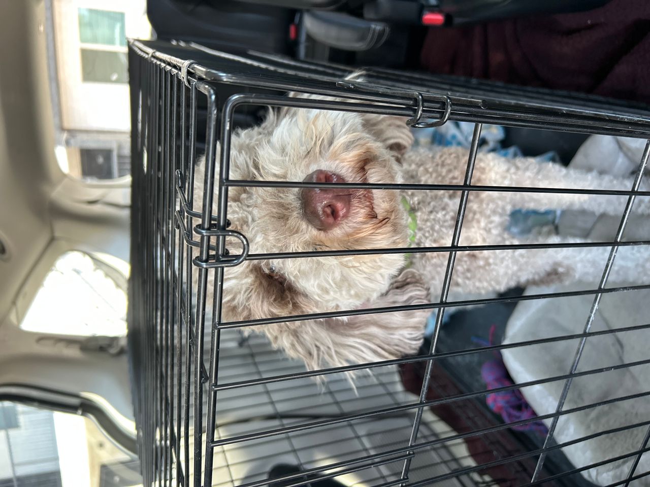 Pet travel photo 1