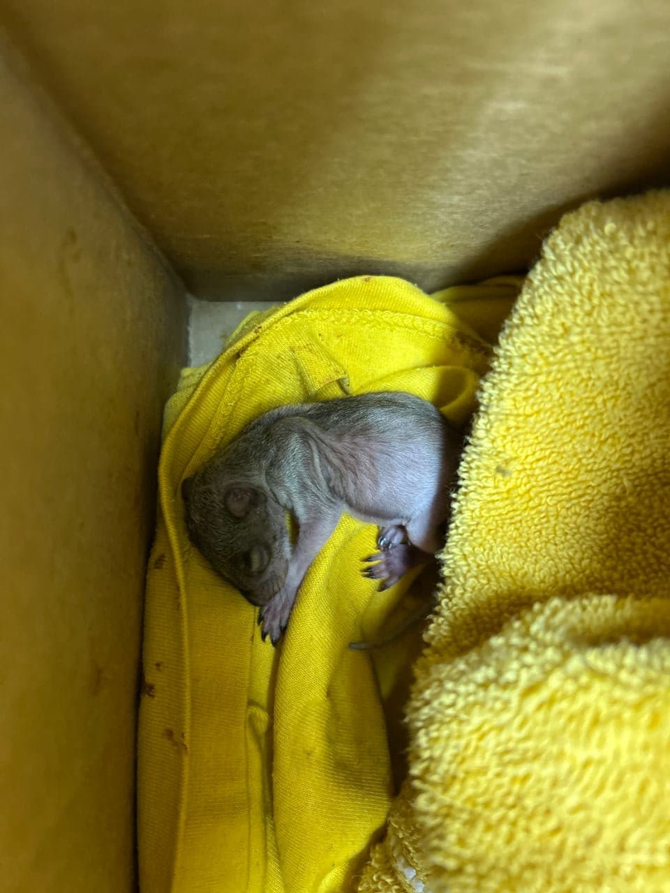 Pet travel photo 6