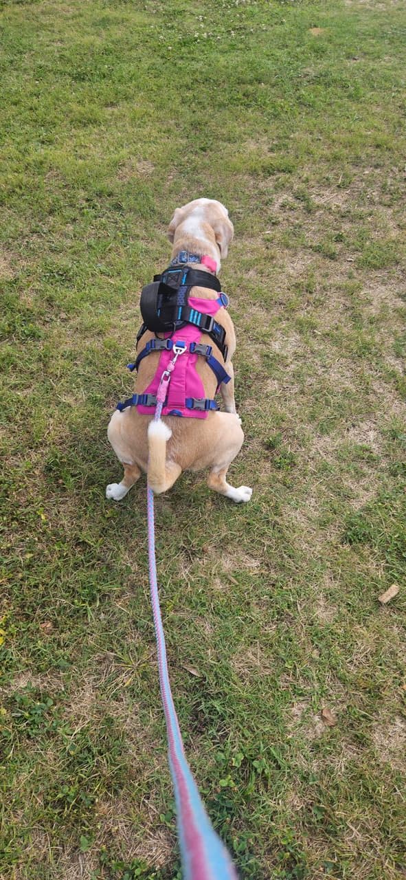 Pet travel photo 5