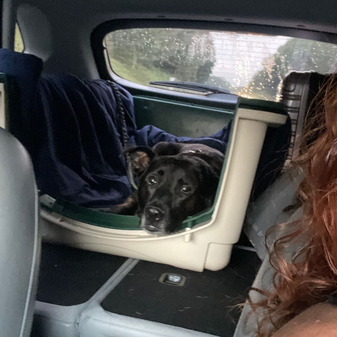 Pet travel photo 6