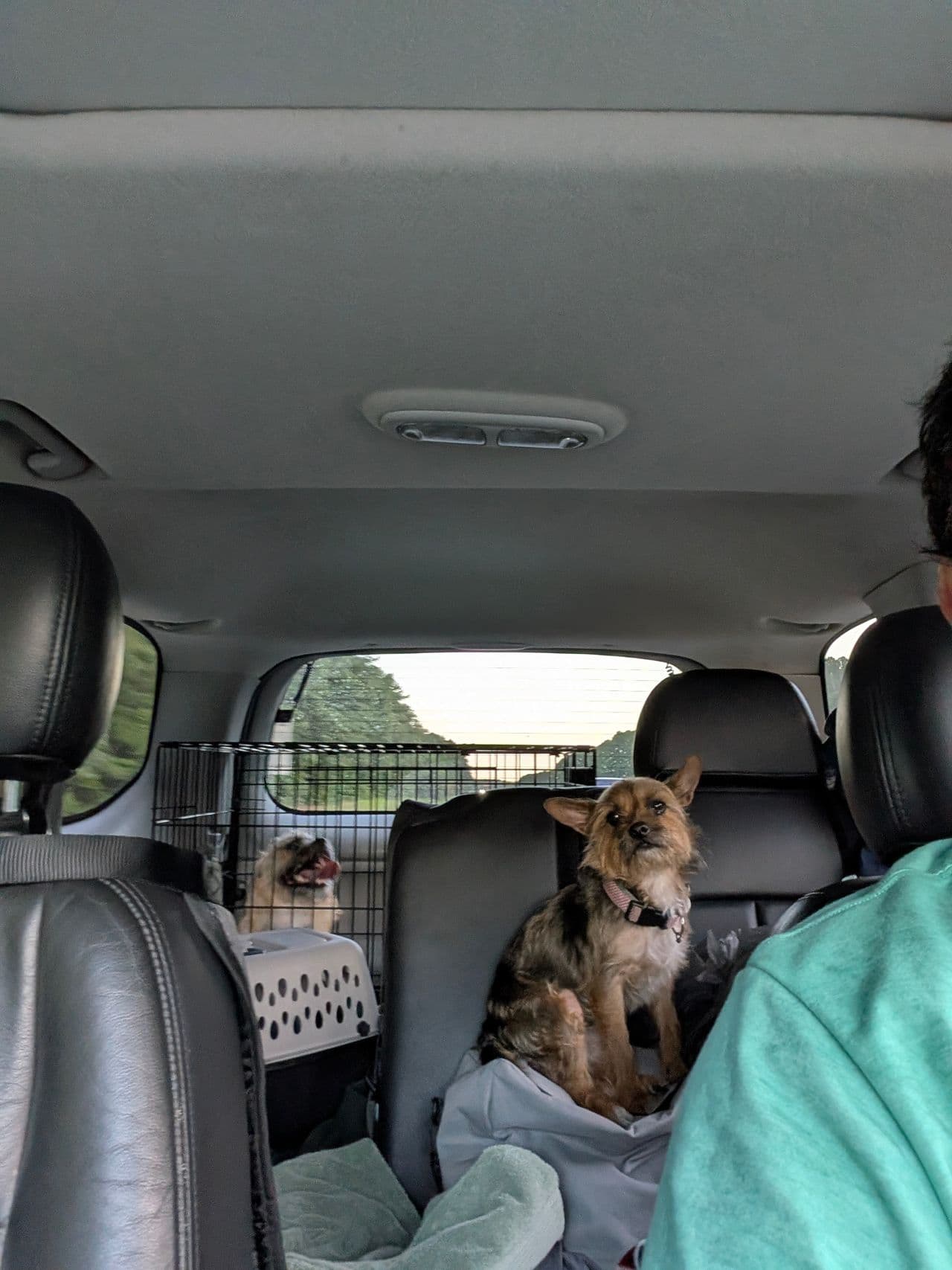Pet travel photo 6