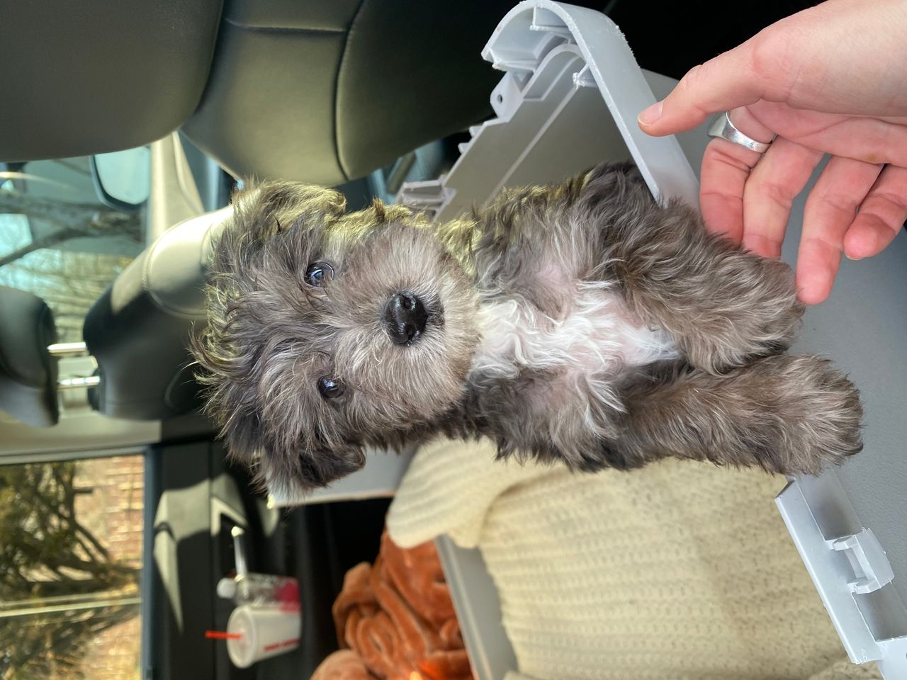 Pet travel photo 5