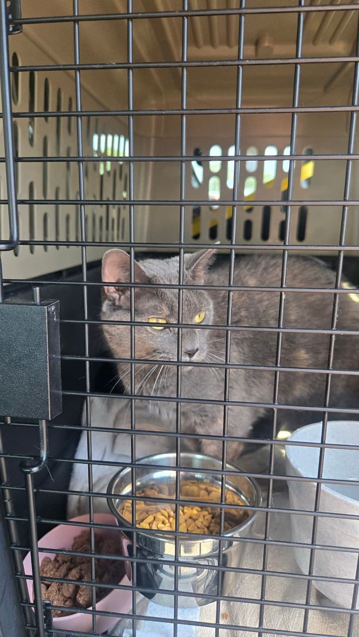 Pet travel photo 2