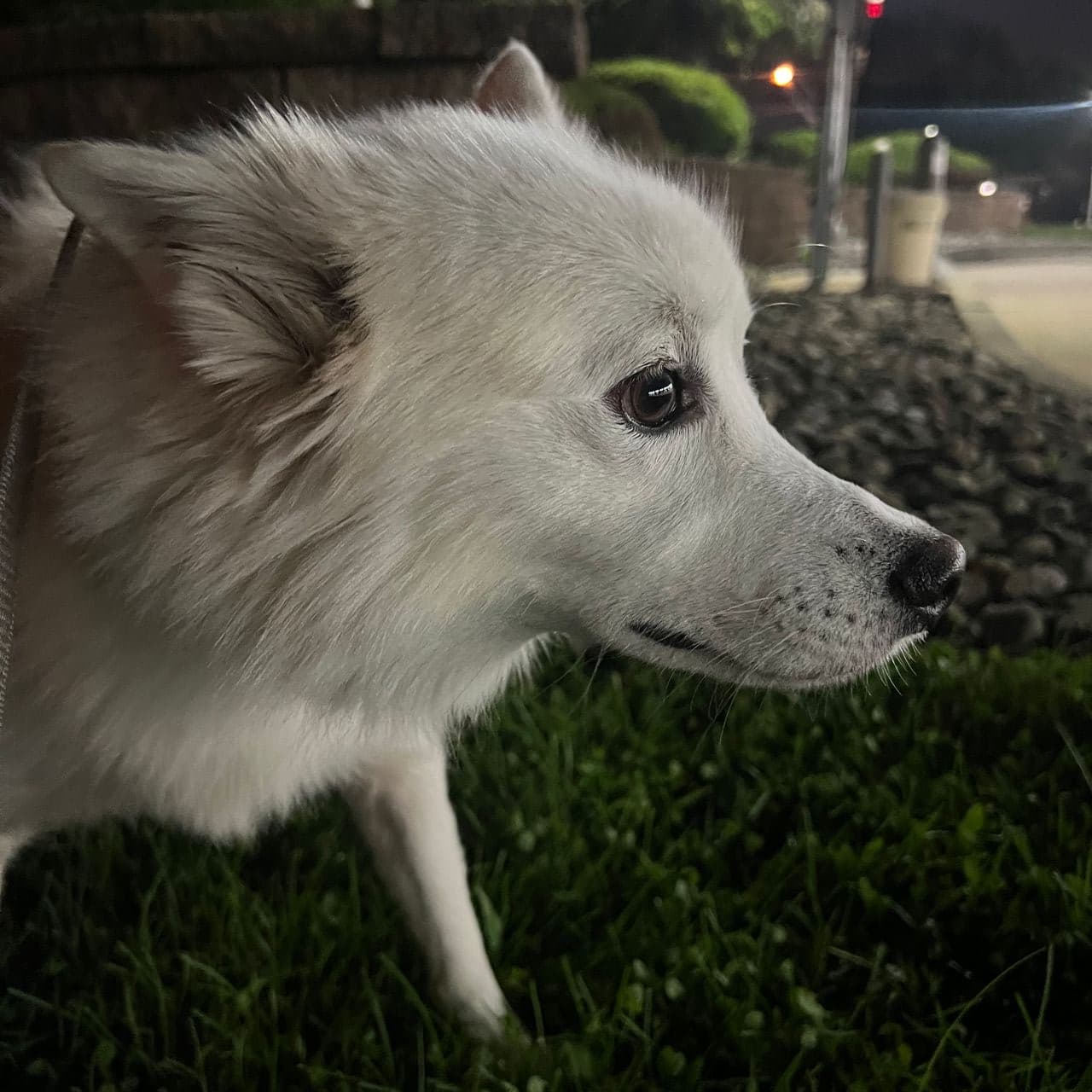 Pet travel photo 6