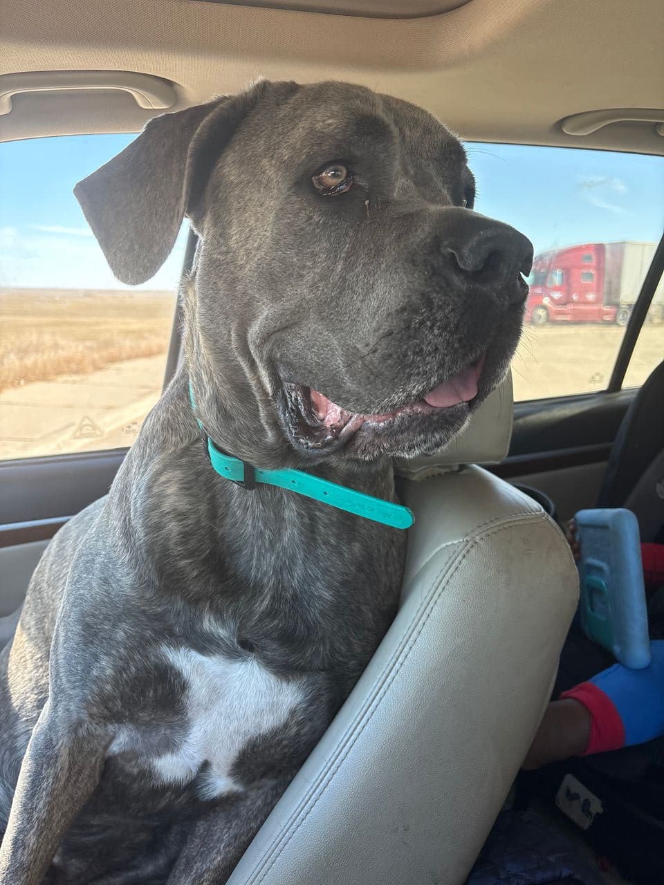 Pet travel photo 1