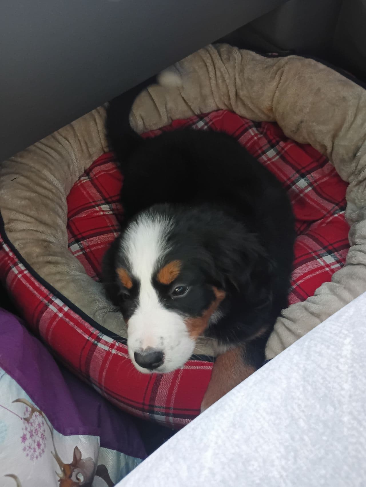 Pet travel photo 2