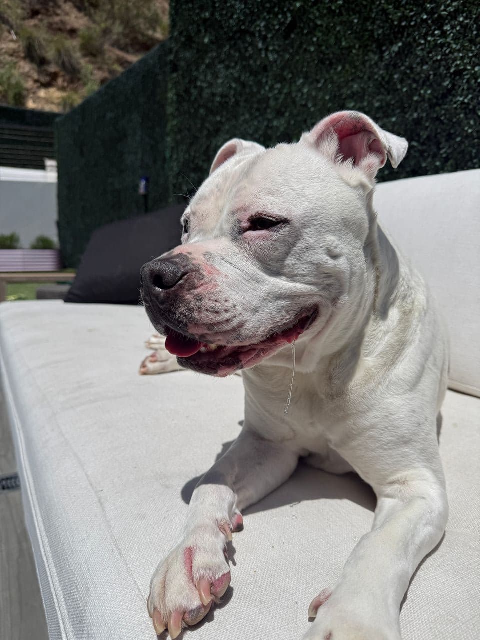 Pet travel photo 5