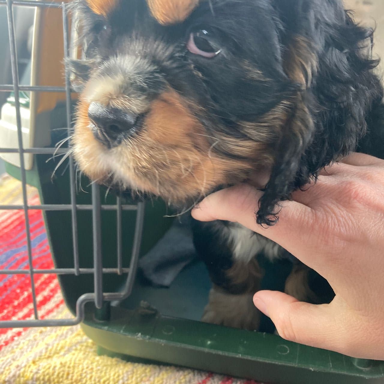 Pet travel photo 3
