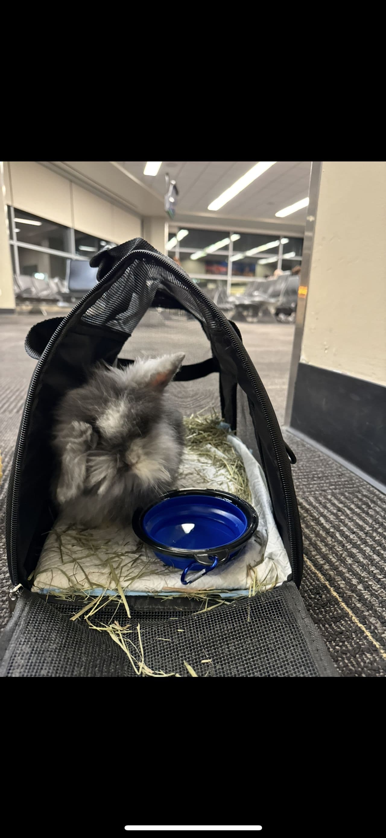 Pet travel photo 4
