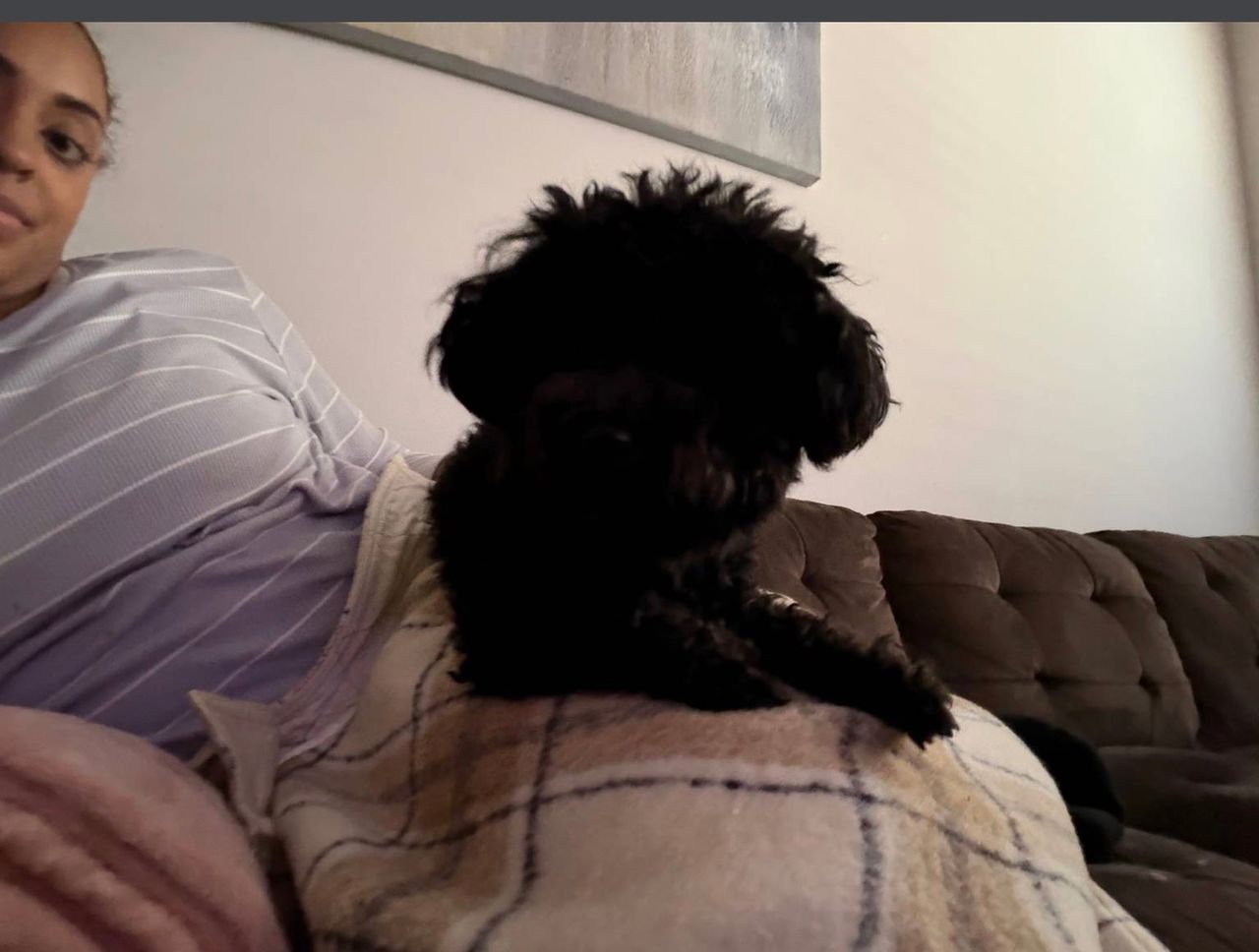 Pet travel photo 5
