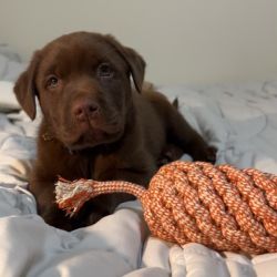 Labrador Retriever named Finnagan