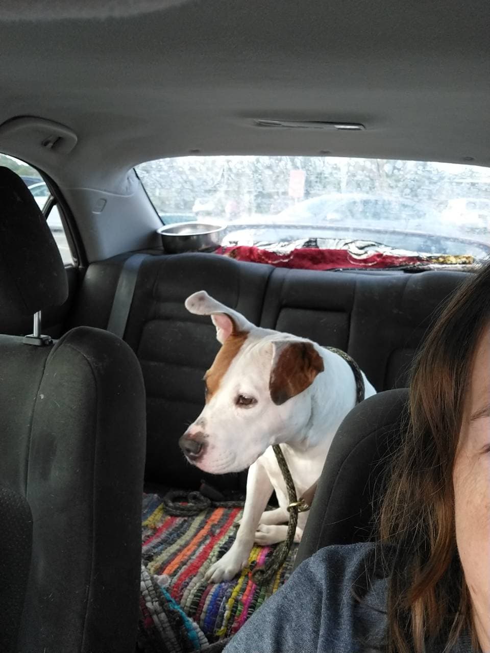 Pet travel photo 6