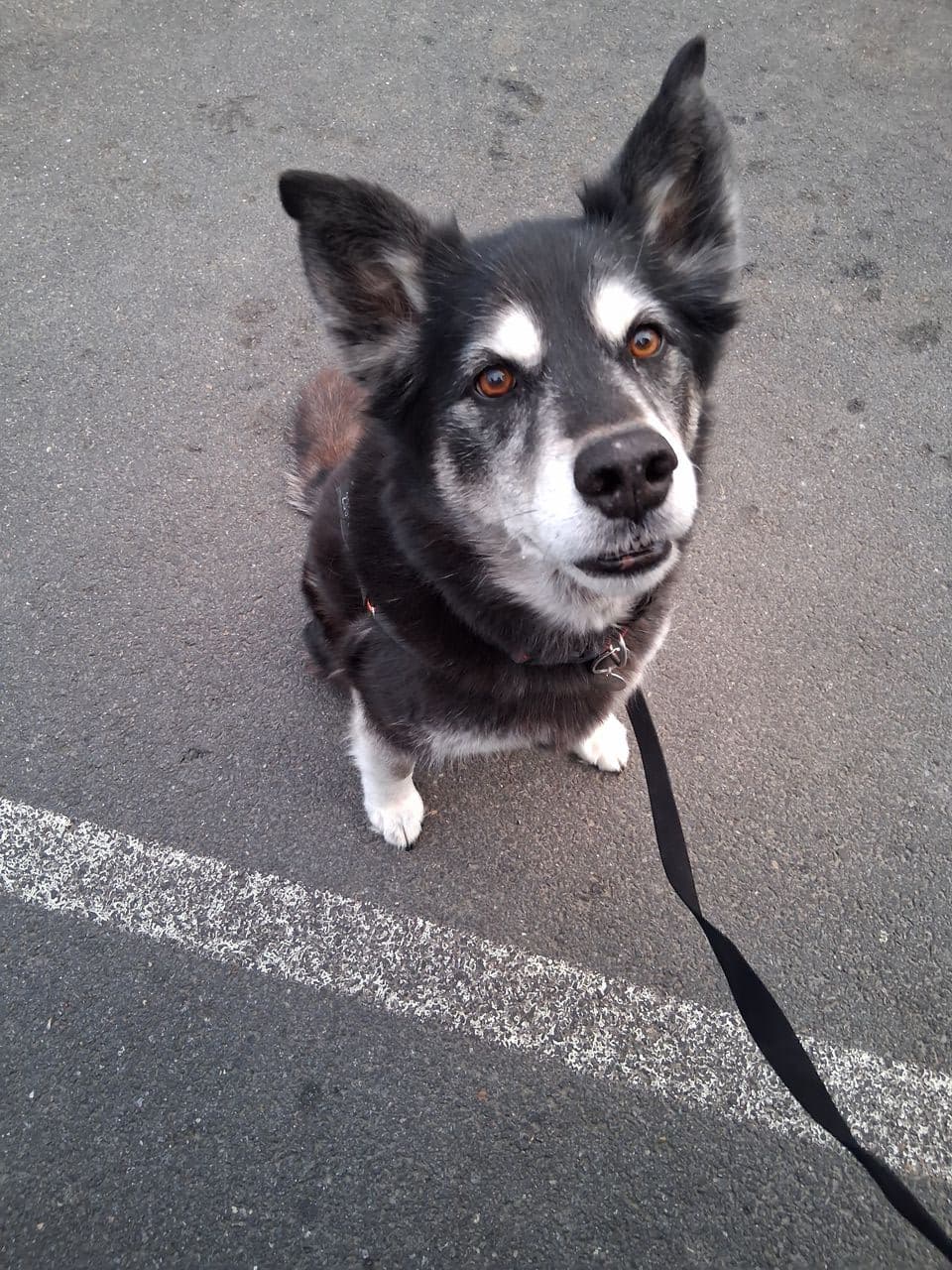 Pet travel photo 2