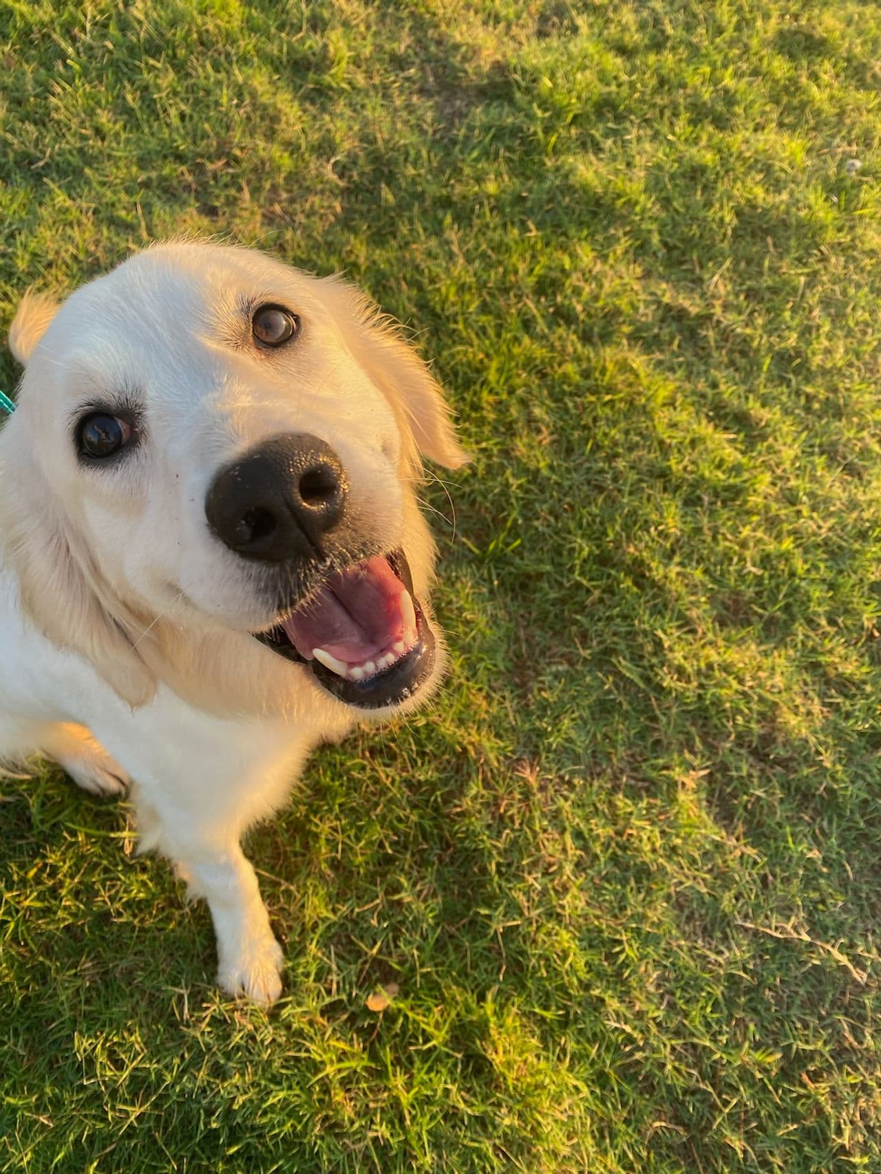 Pet travel photo 6