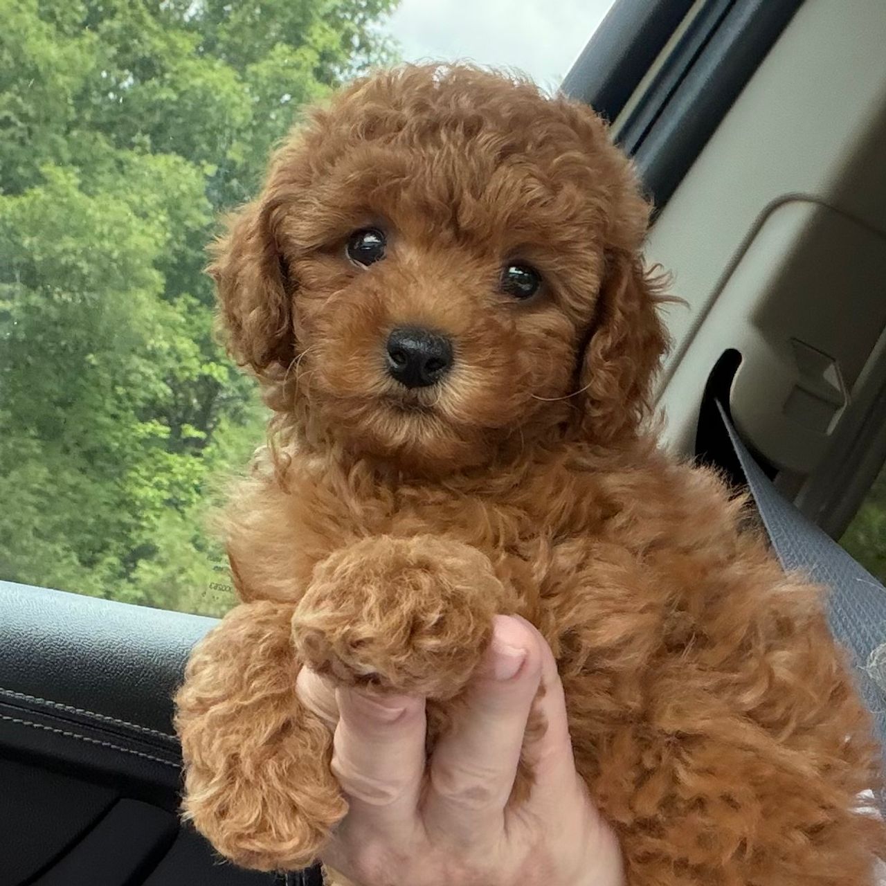 Pet travel photo 2