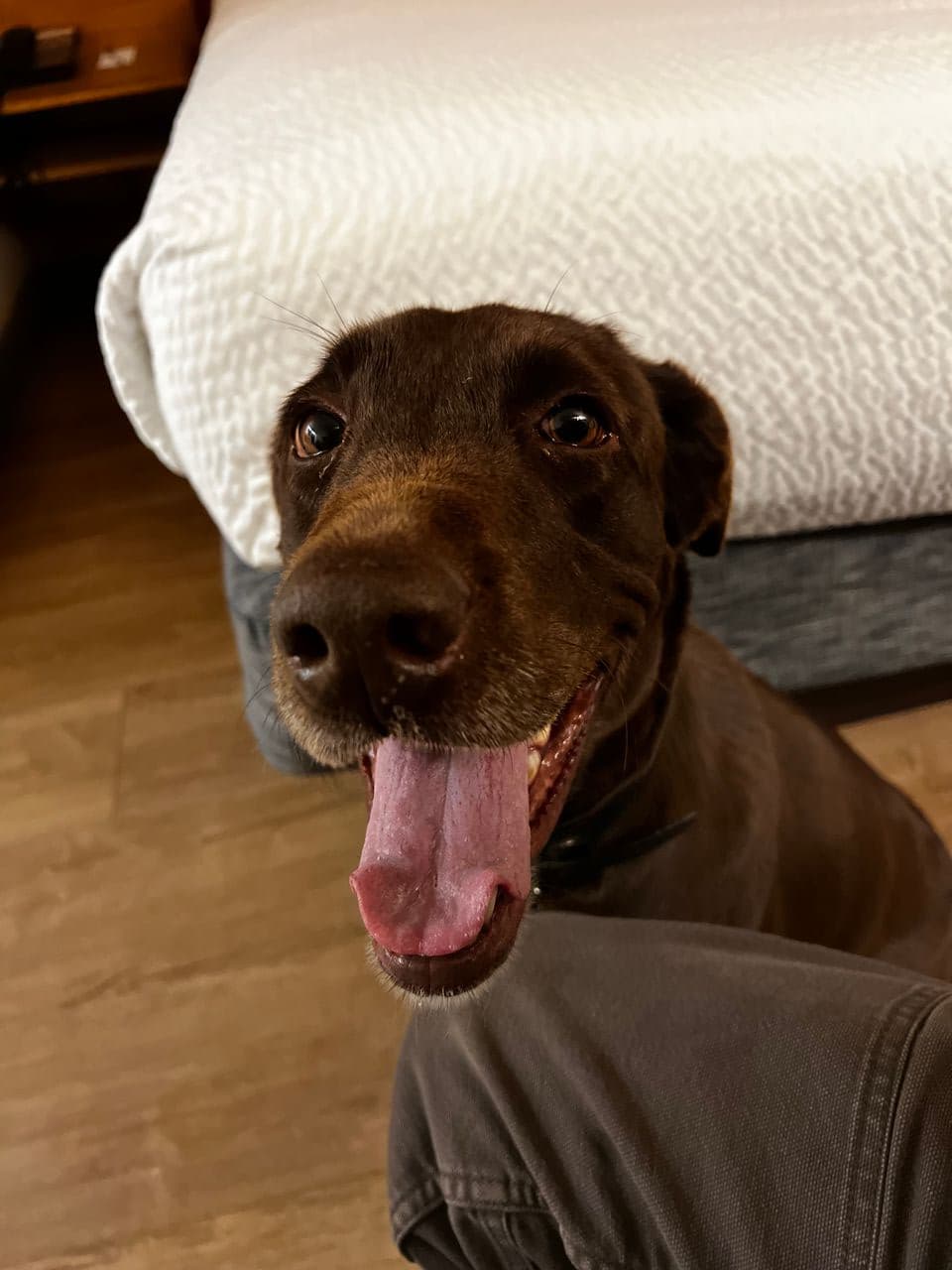 Pet travel photo 1