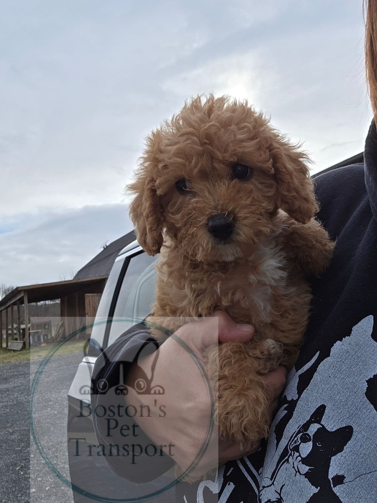Pet travel photo 4