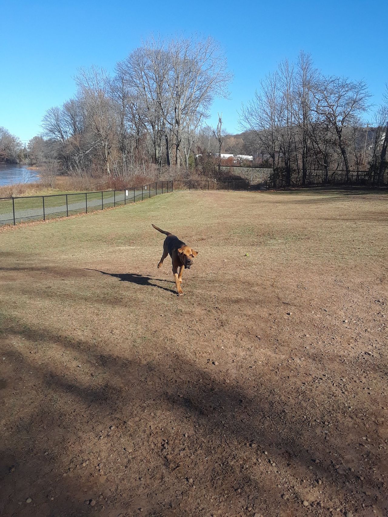 Pet travel photo 6