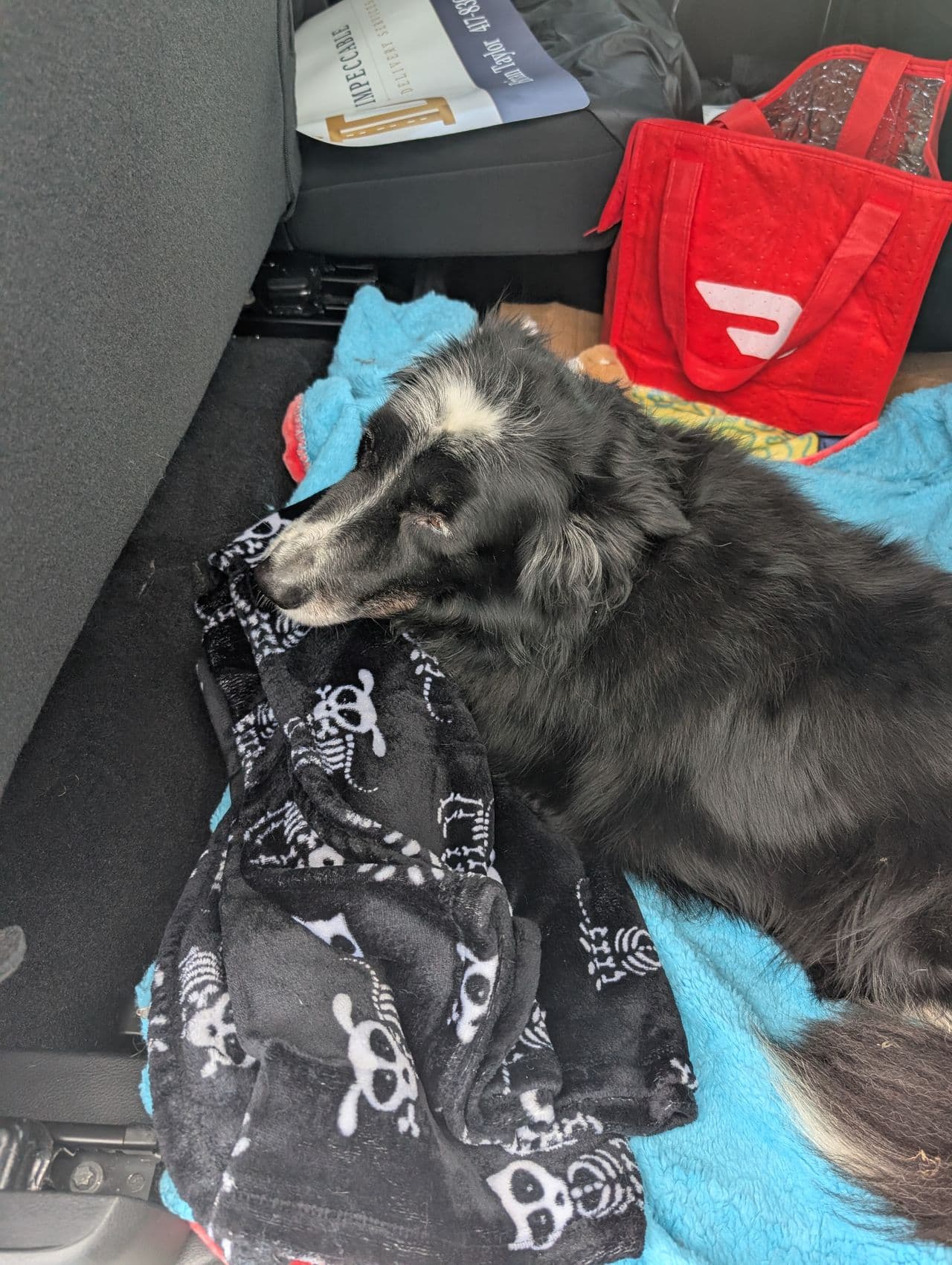 Pet travel photo 3
